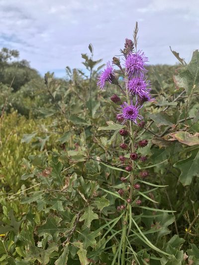 Liatris borealis, photographed by Chase Mathey