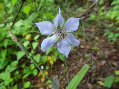 Alophia silvestris, photographed by Alexis López Hernández