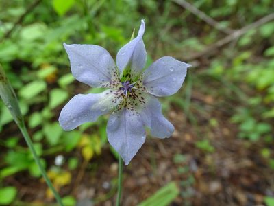 Alophia silvestris, photographed by Alexis López Hernández