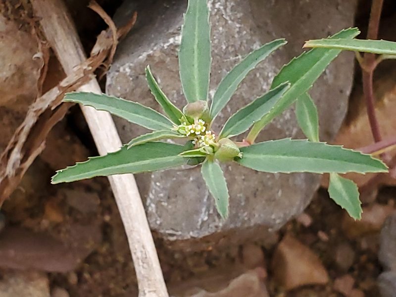 Euphorbia exstipulata, photographed by Craig Martin