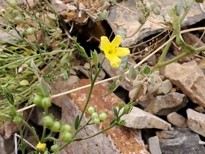 Menodora scabra, photographed by Craig Martin