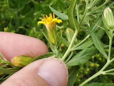 Trixis californica, photographed by Craig Martin