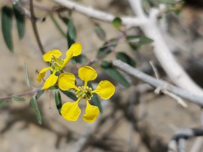 Cottsia gracilis, photographed by Craig Martin