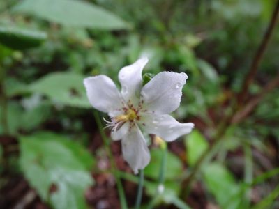 Alophia silvestris, photographed by Alexis López Hernández