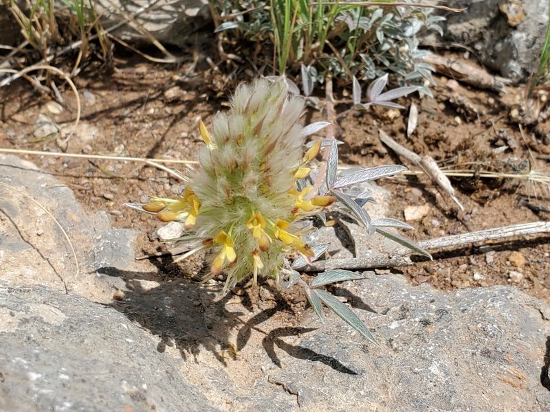 Dalea wrightii, photographed by Craig Martin