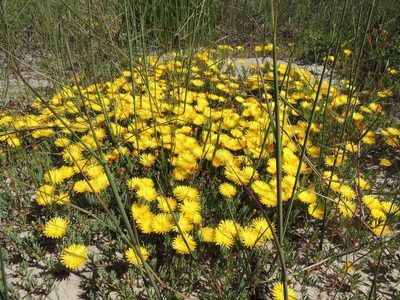 Lampranthus explanatus, photographed by Jacques van der Merwe