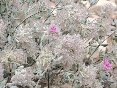 Tiquilia greggii, photographed by Craig Martin