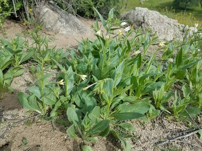 Nicotiana quadrivalvis, photographed by Alan Rockefeller