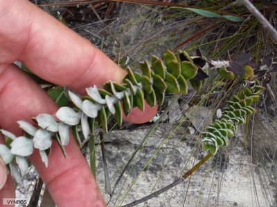 Senecio pauciflosculosus, photographed by Chris Vynbos