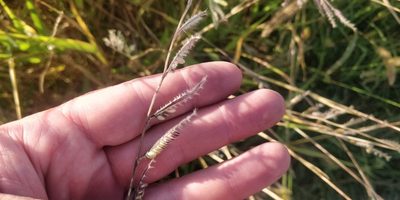 Eriochloa villosa, photographed by Jeff D Hansen