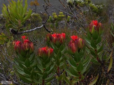 Lobostemon sanguineus, photographed by Chris Vynbos