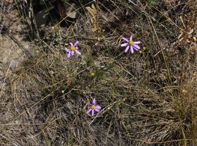 Galatella angustissima, photographed by Oleg Kosterin