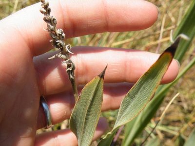 Chlorophytum trichophlebium, photographed by Antoinette Eyssell Knox