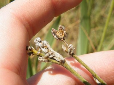 Chlorophytum trichophlebium, photographed by Antoinette Eyssell Knox