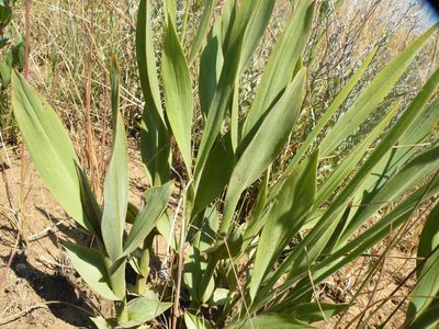 Chlorophytum trichophlebium, photographed by Antoinette Eyssell Knox