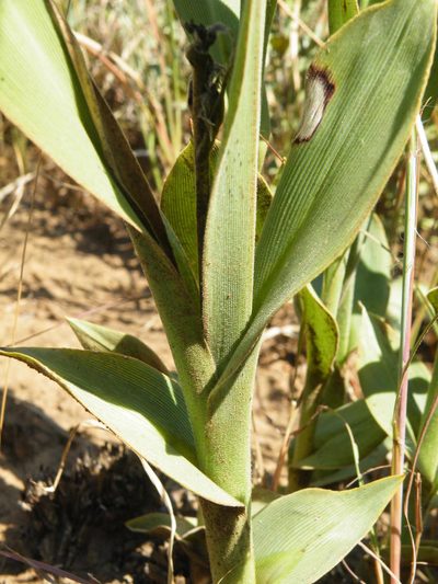 Chlorophytum trichophlebium, photographed by Antoinette Eyssell Knox