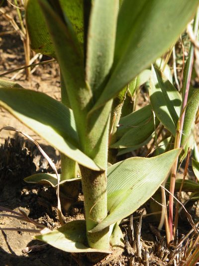 Chlorophytum trichophlebium, photographed by Antoinette Eyssell Knox