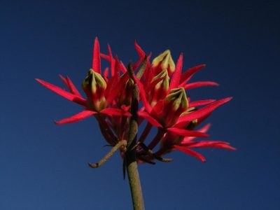Microloma calycinum, photographed by Robert Taylor