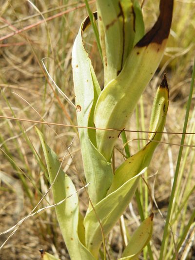 Habenaria epipactidea, photographed by Antoinette Eyssell Knox