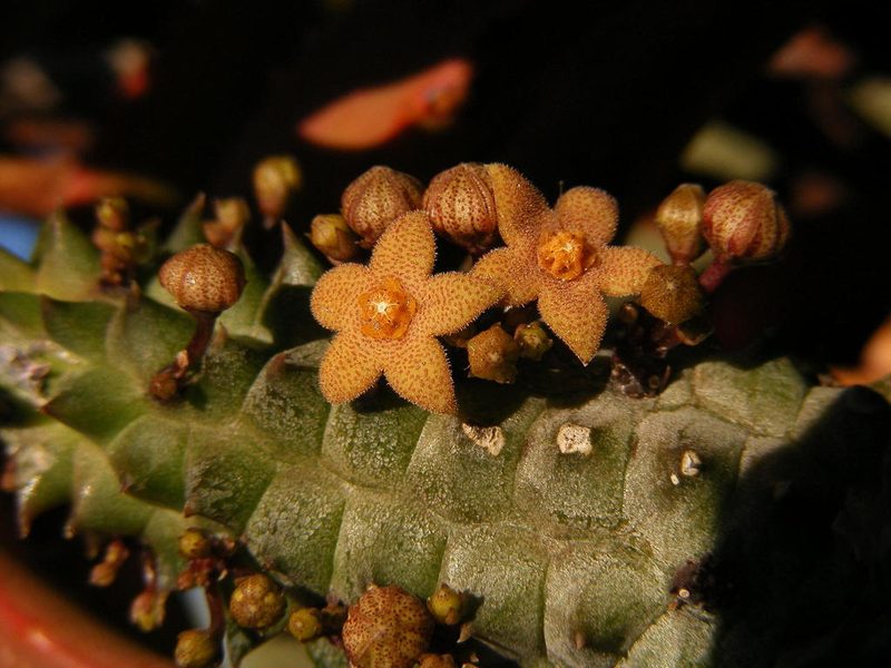 Richtersveldia columnaris, photographed by Robert Taylor