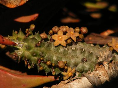 Richtersveldia columnaris, photographed by Robert Taylor
