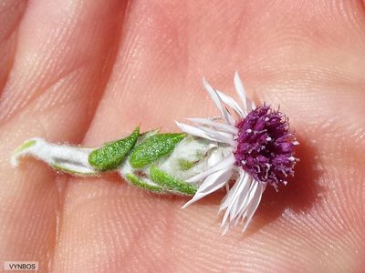Lachnospermum imbricatum, photographed by Chris Vynbos