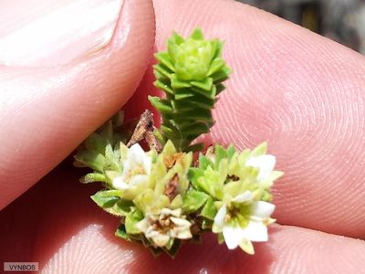 Diosma echinulata, photographed by Chris Vynbos