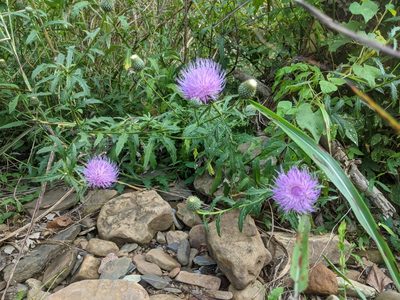 Cirsium altissimum, photographed by ozarkallison