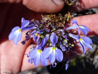 Lobelia valida, photographed by Chris Vynbos