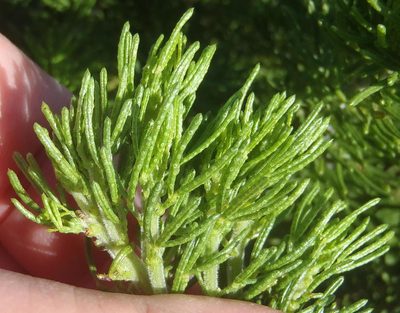 Psoralea vanberkeliae, photographed by Nicola van Berkel