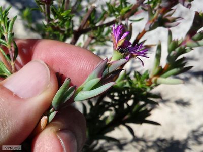 Ruschia calcicola, photographed by Chris Vynbos
