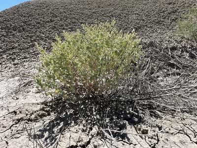 Atriplex saccaria, photographed by Bobby McCabe