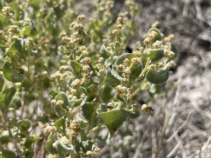 Atriplex saccaria, photographed by Bobby McCabe