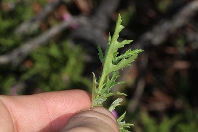 Pelargonium pseudoglutinosum, photographed by Brian du Preez