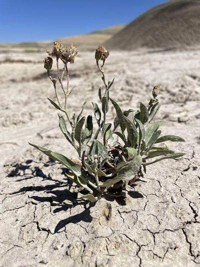 Platyschkuhria integrifolia, photographed by Bobby McCabe