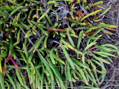 Carpobrotus muirii, photographed by Di Turner