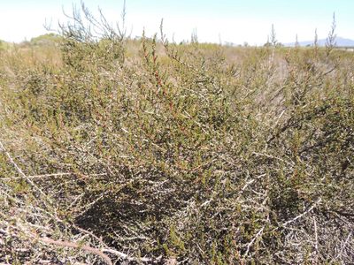 Cliffortia ericifolia, photographed by Jacques van der Merwe