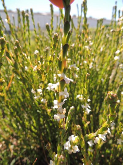 Gnidia spicata, photographed by Jacques van der Merwe