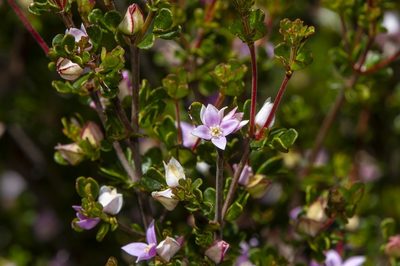Boronia algida, photographed by dhfischer