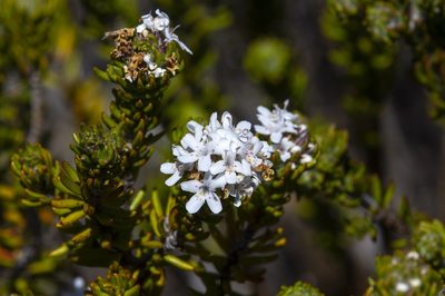 Westringia senifolia, photographed by dhfischer