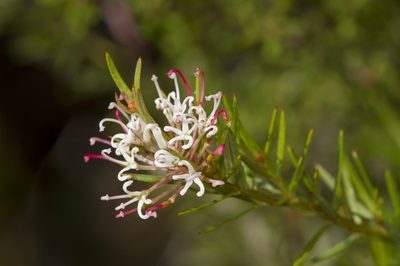 Grevillea alpivaga, photographed by dhfischer