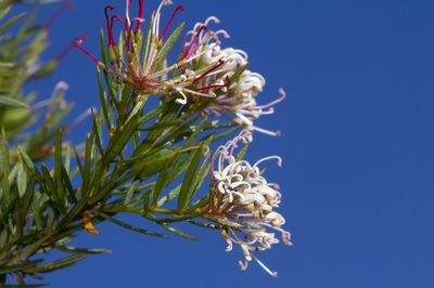 Grevillea alpivaga, photographed by dhfischer