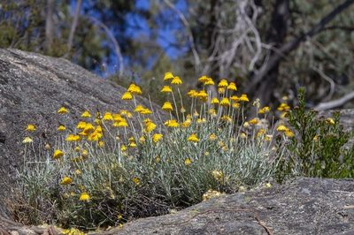 Leucochrysum albicans, photographed by dhfischer
