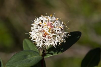 Pimelea ligustrina, photographed by dhfischer