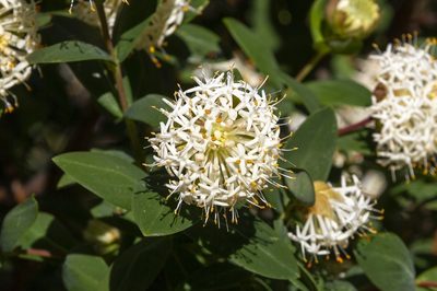 Pimelea ligustrina, photographed by dhfischer