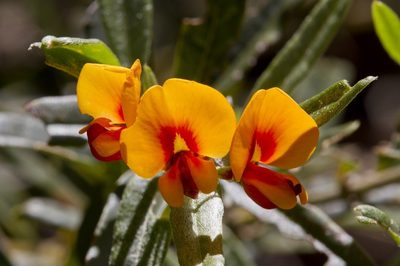 Podolobium alpestre, photographed by dhfischer