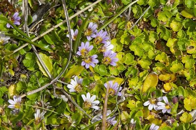 Scaevola hookeri, photographed by dhfischer
