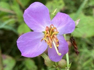 Rhexia virginica, photographed by Brian Finzel