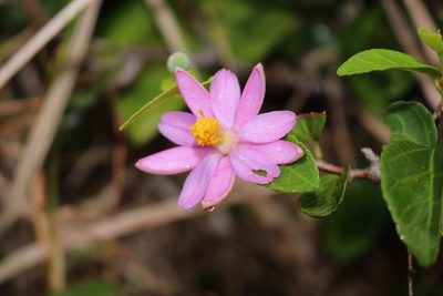 Grewia pondoensis, photographed by Brian du Preez