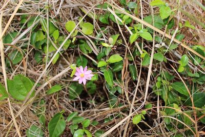 Grewia pondoensis, photographed by Brian du Preez